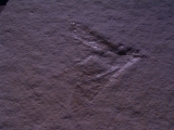 Holzwespe aus Solnhofen
