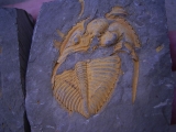 Coronocephalus