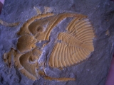 Coronocephalus