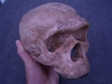 Schädel Homo Heidelbergensis (Rekonstruktion)