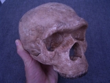Schädel Homo Heidelbergensis (Rekonstruktion)