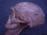 Schädel Homo Heidelbergensis (Rekonstruktion)