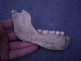 (5) Lower jaw fragment with five teeth Arago XIII