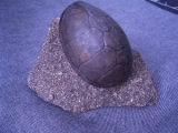 Turtle shell, pleistocene age