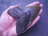 Megalodon Zahn