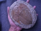 Trilobit Cambropallas telesto