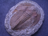 Trilobit Cambropallas telesto