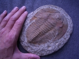 Trilobit Cambropallas telesto