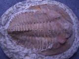 Trilobit Cambropallas telesto