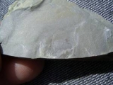 Zwei Triops Krebse aus dem Keuper