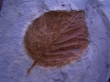 Taschtuchbaum Blatt