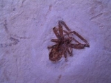 Spinne Araneae