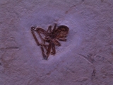 Spinne Araneae
