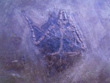 Fledermaus aus Messel #2