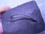 Strepsodus sauroides tooth carboniferous