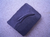 Strepsodus sauroides tooth carboniferous
