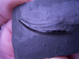 Strepsodus sauroides tooth carboniferous
