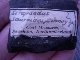 Strepsodus sauroides tooth carboniferous