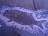 Trias Fisch Heterolepidotus dorsalus
