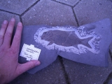 Trias Fisch Heterolepidotus dorsalus