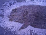Trias Fisch Heterolepidotus dorsalus