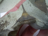 Trilobit Lonchodomas drummuckensis