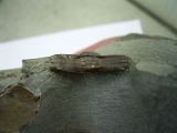 Trilobit Lonchodomas drummuckensis