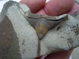 Trilobit Lonchodomas drummuckensis