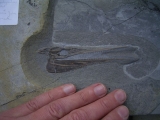 Saurorhynchus Schädel aus Holzmaden