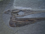 Saurorhynchus Schädel aus Holzmaden