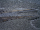 Saurorhynchus Schädel aus Holzmaden