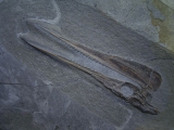 Saurorhynchus Schädel aus Holzmaden