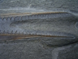 Saurorhynchus Schädel aus Holzmaden