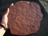 Triassic Arthropod tracks #2
