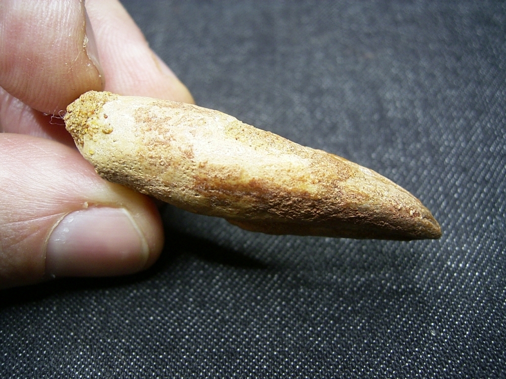 Dinosaurier Kralle von Deltadromaeus - Kipping-Fossils