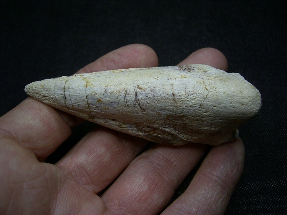 Kralle vom Raubsaurier Carcharodontosaurus - Kipping-Fossils