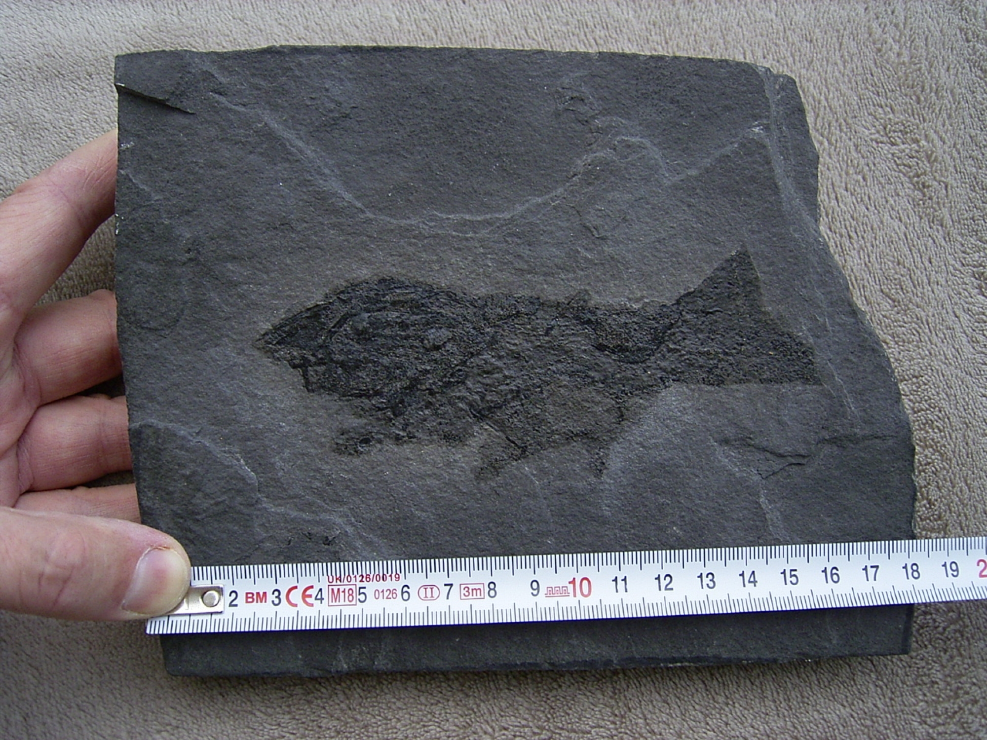 Cheiracanthus StachelHai KippingFossils