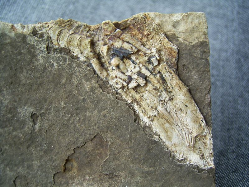 HaiFlosse KippingFossils