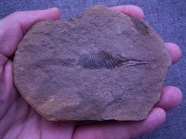 HaiEi aus dem Karbon KippingFossils