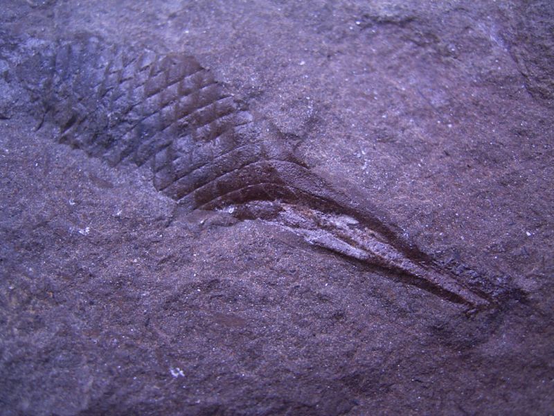 HaiEi aus dem Karbon KippingFossils