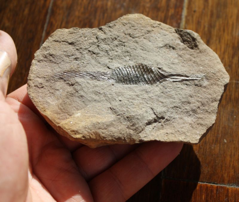 HaiEi aus dem Karbon KippingFossils