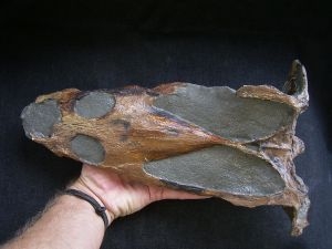 Nothosaur skull cast