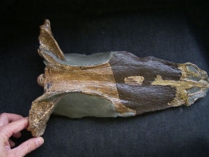Nothosaurus - Schädel Reproduktion