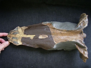 Nothosaur skull cast