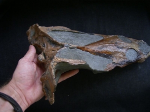Nothosaurus - Schädel Reproduktion