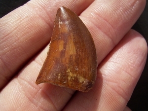 Raptor Tooth