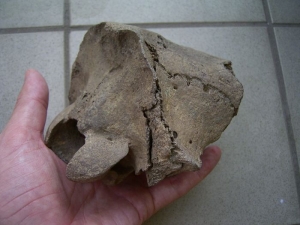 Cervus elaphus skull fragment