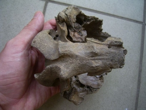 Cervus elaphus skull fragment