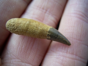 Ichthyosaur tooth from Russia
