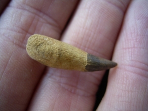 Ichthyosaur tooth from Russia